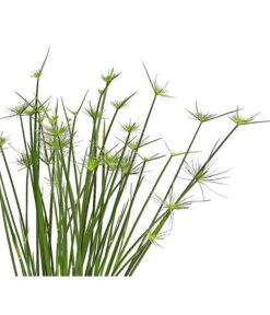 Zypergras - Cyperus Haspan -Biohort || Vitavia || Elho Verkaufsgeschäft 8218265 WE DE 001 ZyperngrasCyperusHaspanT12DehnerExpressHerzig