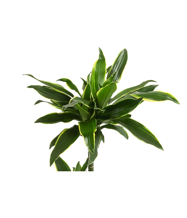 Drachenbaum - Dracaena Fragrans Var. Stedneri 'Golden Coast' 4 Drachenbaum - Dracaena Fragrans Var. Stedneri 'Golden Coast' – Bild 2