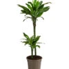 Drachenbaum - Dracaena Fragrans Var. Stedneri 'Golden Coast' -Biohort || Vitavia || Elho Verkaufsgeschäft 8221681 WE FS 001 DracaenaDeremensisGoldDreamZweitriebigT19
