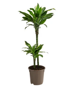 Drachenbaum - Dracaena Fragrans Var. Stedneri 'Golden Coast'
