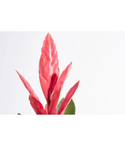 Vriesea - Bromelia Cultivars 'Intenso Pink' -Biohort || Vitavia || Elho Verkaufsgeschäft 8223877 PR DE 001 VrieseaIntensoPinkT12DehnerExpressZS