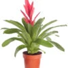 Vriesea - Bromelia Cultivars 'Intenso Pink' -Biohort || Vitavia || Elho Verkaufsgeschäft 8223877 PR FS 001 VrieseaIntensoPinkT12DehnerExpressZS