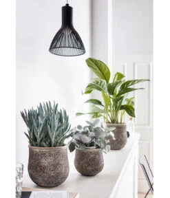 Kolbenfaden - Aglaonema Commutatum 'Silverbay' -Biohort || Vitavia || Elho Verkaufsgeschäft 8224321 PR MO 001 GrauePflanzen SenecioMountEverest 8260697 KalanchoeHildebrandtii 8201071 AglaonemaSilverBay HungerundSimmeth