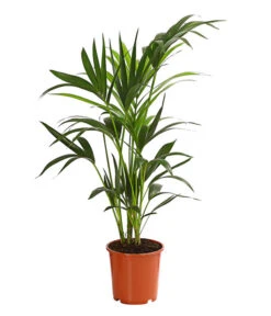 Kentiapalme - Howea Forsteriana