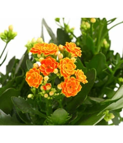 Flammendes Käthchen - Kalanchoe Blossfeldiana, Gefüllt -Biohort || Vitavia || Elho Verkaufsgeschäft 8240541 WE DE 001 FlammendesKaethchenKalanchoeOrangeGefuelltT13OWDehnerExpressHerzig