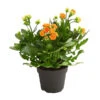 Flammendes Käthchen - Kalanchoe Blossfeldiana, Gefüllt -Biohort || Vitavia || Elho Verkaufsgeschäft 8240541 WE FS 001 FlammendesKaethchenKalanchoeOrangeGefuelltT13OWDehnerExpressHerzig
