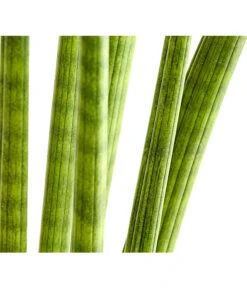 Bogenhanf - Sansevieria Cylindrica 'Straight' -Biohort || Vitavia || Elho Verkaufsgeschäft 8241127 PR DE 001 SansevieriaCylindricaBogenhanfT17DehnerExpressHerzig