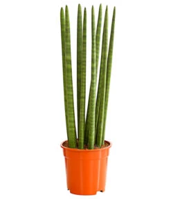 Titelseite 3 Bogenhanf - Sansevieria Cylindrica 'Straight'