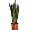 Bogenhanf - Sansevieria Zeylanica -Biohort || Vitavia || Elho Verkaufsgeschäft 8241176 PR FS 001 SansevierieSansevieriaZeylanicaT21DehnerExpressZS