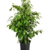 Birkenfeige - Ficus Benjamini 'Anastasia' -Biohort || Vitavia || Elho Verkaufsgeschäft 8248510 PR FS 001 FicusAnastasiaT21
