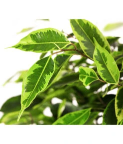 Birkenfeige - Ficus Benjamini 'Anastasia' -Biohort || Vitavia || Elho Verkaufsgeschäft 8248510 WE DE 002 FicusAnastasiaT21