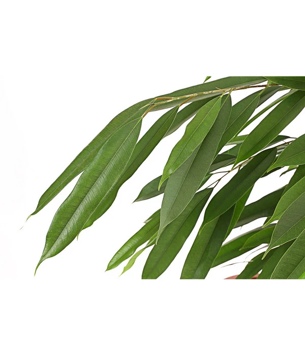 Birkenfeige - Ficus Binnendijkii 'Amstel King' 4 Birkenfeige - Ficus Binnendijkii 'Amstel King' – Bild 2