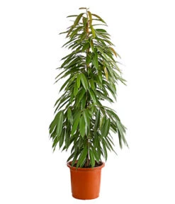 Titelseite 9 Birkenfeige - Ficus Binnendijkii 'Amstel King'