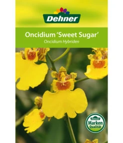 Oncidium - Oncidium Cultivars 'Sweet Sugar' -Biohort || Vitavia || Elho Verkaufsgeschäft 8249708 8251662 Oncidium Sweet Sugar Etikett 1