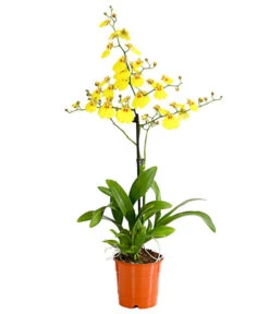Oncidium - Oncidium Cultivars 'Sweet Sugar'