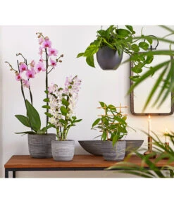 Vanille-Orchidee - Vanilla Planifolia -Biohort || Vitavia || Elho Verkaufsgeschäft 8250045 8251399 8250045 825153 PR MO 001 Orchideen02BL20