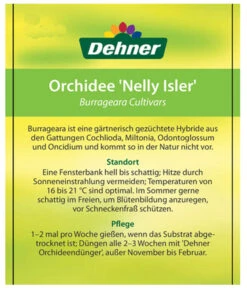 Burrageara-Orchidee - Burrageara Cultivars 'Nelly Isler' -Biohort || Vitavia || Elho Verkaufsgeschäft 8251266 OrchideeNellyIslerEtikett1