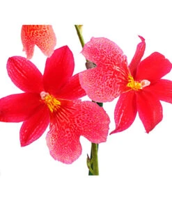 Burrageara-Orchidee - Burrageara Cultivars 'Nelly Isler' -Biohort || Vitavia || Elho Verkaufsgeschäft 8251266 PR DE 001 BurragearaNellyIslerT12DehnerExpressHerzig