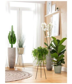 Schmetterlingsorchidee - Phalaenopsis Cultivars, Großblütig 9 Schmetterlingsorchidee - Phalaenopsis Cultivars, Großblütig -Biohort || Vitavia || Elho Verkaufsgeschäft 8253023 BodentiefeFensterHungerSimmeth