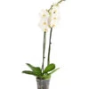 Schmetterlingsorchidee - Phalaenopsis Cultivars, Großblütig 1 Schmetterlingsorchidee - Phalaenopsis Cultivars, Großblütig -Biohort || Vitavia || Elho Verkaufsgeschäft 8253023 PR FS 001 SchmetterlingsorchideePhalaenopsisGrossbluetigWeissT15DehnerExpressHerzig