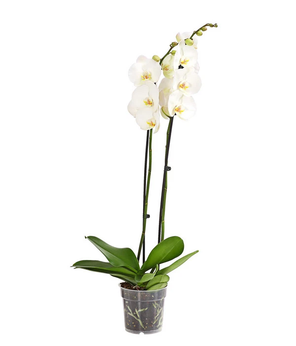 Schmetterlingsorchidee - Phalaenopsis Cultivars, Großblütig 3 Schmetterlingsorchidee - Phalaenopsis Cultivars, Großblütig