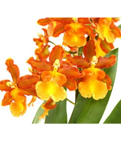 Cambria-Orchidee - Cambria-Hybride 'Catatanthe' -Biohort || Vitavia || Elho Verkaufsgeschäft 8258451 PR DE 001 CambriaCatatanthe1TrieberT12DehnerExpressHerzig