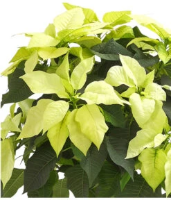 Weihnachtsstern - Euphorbia Pulcherrima, Stämmchen -Biohort || Vitavia || Elho Verkaufsgeschäft 8258899 WE DE 001 PoinsettienStammWeissWeihnachtsstern