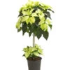 Weihnachtsstern - Euphorbia Pulcherrima, Stämmchen -Biohort || Vitavia || Elho Verkaufsgeschäft 8258899 we FS 001 PoinsettienStammWeissWeihnachtsstern