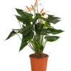 Flamingoblume - Anthurium-Hybride 'Special Love' -Biohort || Vitavia || Elho Verkaufsgeschäft 8259152 PR FS 001 AnthuriumSpecialLoveT21DehnerExpressHerzig