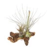 Tillandsien-Arrangement Auf Mopanie-Wurzel - Tillandsia Hybride, 5-teilig -Biohort || Vitavia || Elho Verkaufsgeschäft 8270332 WE FS 001 TIllandsienAufMopaniwurzelXXL5PflanzenDehnerExpressHerzig