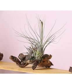 Tillandsien-Arrangement Auf Mopanie-Wurzel - Tillandsia Hybride, 5-teilig -Biohort || Vitavia || Elho Verkaufsgeschäft 8270332 WE MO 001 TIllandsienAufMopaniwurzelXXL5PflanzenDehnerExpressHerzig 1