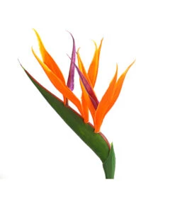 Paradiesvogelblume -Biohort || Vitavia || Elho Verkaufsgeschäft 8276446 WE DE 001 StrelitziaReginaeParadiesvogelblumeDehnerExpressHerzig