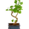 Outdoor-Bonsai Ginkgobaum - Ginkgo Biloba -Biohort || Vitavia || Elho Verkaufsgeschäft 8286254 PR FS 001 GinkoBilobaT20DehnerExpressHerzig