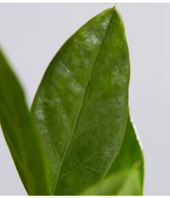 Glücksfeder - Zamioculcas Zamiifolia -Biohort || Vitavia || Elho Verkaufsgeschäft 8287716 PR DE 001 GluecksfederZamioculcasZamiifoliaT11DehnerExpressZS