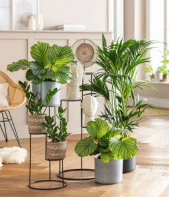 Glücksfeder - Zamioculcas Zamiifolia -Biohort || Vitavia || Elho Verkaufsgeschäft 8287716 WE MO 001 HomegardenTrendflaeche 2022 02