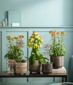 Kalanchoe - Kalanchoe Humilis 'Desert Surprise' -Biohort || Vitavia || Elho Verkaufsgeschäft 8292807 WE MO 001 KalanchoeMagicBellsT14 TOK Kalanchoe GC11 2022