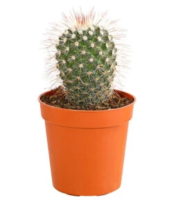 Kaktus - Cactaceae, Verschiedene Sorten -Biohort || Vitavia || Elho Verkaufsgeschäft 8297574 PR FS 003 KakteenMixMiniTorroT6DehnerExpressHerzig