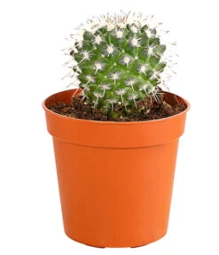 Kaktus - Cactaceae, Verschiedene Sorten -Biohort || Vitavia || Elho Verkaufsgeschäft 8297574 PR FS 004 KakteenMixMiniTorroT6DehnerExpressHerzig