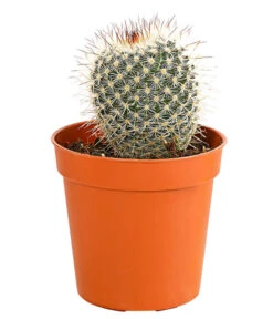 Kaktus - Cactaceae, Verschiedene Sorten -Biohort || Vitavia || Elho Verkaufsgeschäft 8297574 PR FS 006 KakteenMixMiniTorroT6DehnerExpressHerzig