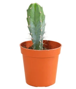 Kaktus - Cactaceae, Verschiedene Sorten -Biohort || Vitavia || Elho Verkaufsgeschäft 8297574 PR FS 007 KakteenMixMiniTorroT6DehnerExpressHerzig