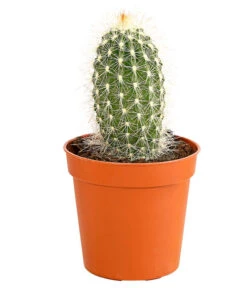 Kaktus - Cactaceae, Verschiedene Sorten -Biohort || Vitavia || Elho Verkaufsgeschäft 8297574 PR FS 008 KakteenMixMiniTorroT6DehnerExpressHerzig