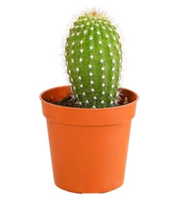 Kaktus - Cactaceae, Verschiedene Sorten -Biohort || Vitavia || Elho Verkaufsgeschäft 8297574 PR FS 009 KakteenMixMiniTorroT6DehnerExpressHerzig