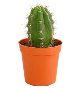 Kaktus - Cactaceae, Verschiedene Sorten -Biohort || Vitavia || Elho Verkaufsgeschäft 8297574 PR FS 010 KakteenMixMiniTorroT6DehnerExpressHerzig