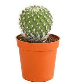 Kaktus - Cactaceae, Verschiedene Sorten -Biohort || Vitavia || Elho Verkaufsgeschäft 8297574 PR FS 011 KakteenMixMiniTorroT6DehnerExpressHerzig