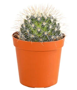 Kaktus - Cactaceae, Verschiedene Sorten -Biohort || Vitavia || Elho Verkaufsgeschäft 8297574 PR FS 012 KakteenMixMiniTorroT6DehnerExpressHerzig