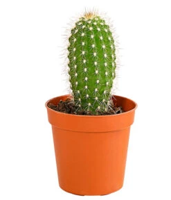 Kaktus - Cactaceae, Verschiedene Sorten -Biohort || Vitavia || Elho Verkaufsgeschäft 8297574 PR FS 013 KakteenMixMiniTorroT6DehnerExpressHerzig