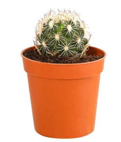 Kaktus - Cactaceae, Verschiedene Sorten -Biohort || Vitavia || Elho Verkaufsgeschäft 8297574 PR FS 014 KakteenMixMiniTorroT6DehnerExpressHerzig