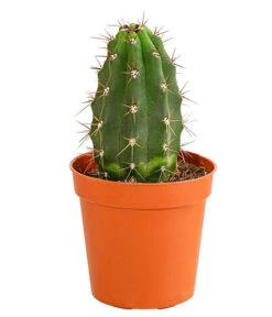 Kaktus - Cactaceae, Verschiedene Sorten -Biohort || Vitavia || Elho Verkaufsgeschäft 8297574 PR FS 016 KakteenMixMiniTorroT6DehnerExpressHerzig