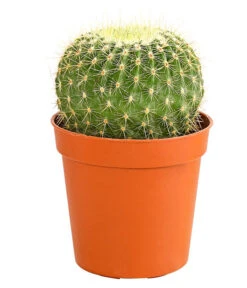 Kaktus - Cactaceae, Verschiedene Sorten -Biohort || Vitavia || Elho Verkaufsgeschäft 8297574 PR FS 017 KakteenMixMiniTorroT6DehnerExpressHerzig