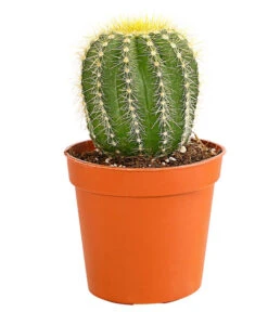 Kaktus - Cactaceae, Verschiedene Sorten -Biohort || Vitavia || Elho Verkaufsgeschäft 8297574 PR FS 018 KakteenMixMiniTorroT6DehnerExpressHerzig